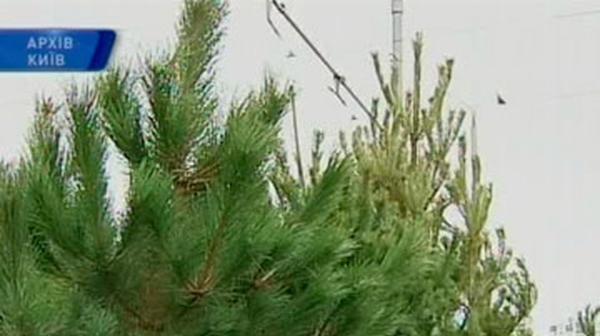 Киевляне смогут купить новогодние елки с середины декабря