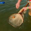 Штормы на Балтийском море выносят на пляжи янтарь