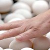 ЕС открыл рынок для украинских птицеводов