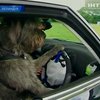 Из курсов вождения для собак создали телевизионное шоу