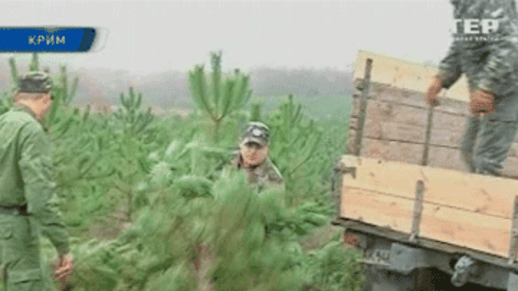 В Крыму началась вырубка новогодних елок