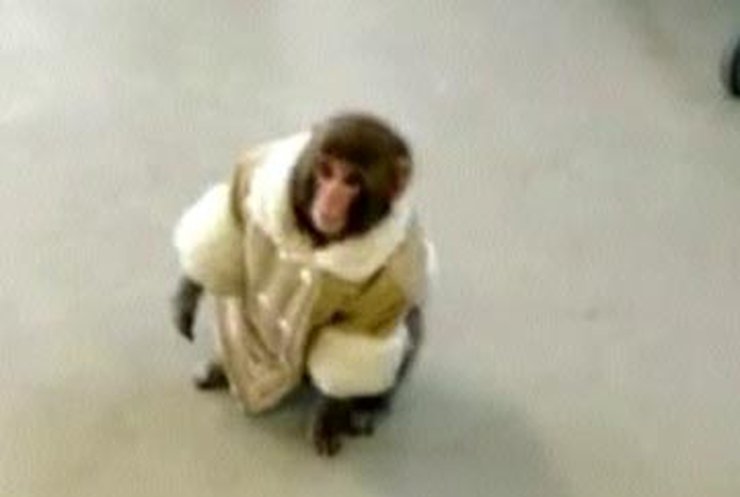 В Торонто обезьянка шокировала посетителей мебельного магазина