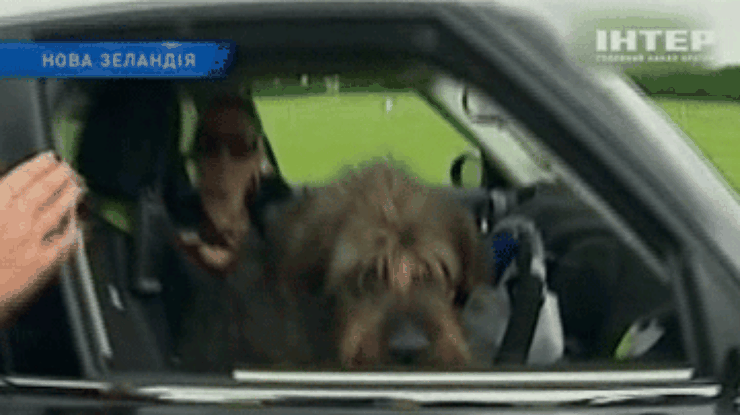В Новой Зеландии собаку научили водить автомобиль
