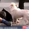 В Китае собака до последнего защищала упавшего в обморок хозяина