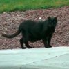Кот ежедневно помогает американским школьникам переходить дорогу
