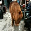 Блондинка проехалась в берлинском метро вместе с пони