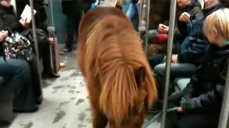 Блондинка проехалась в берлинском метро вместе с пони