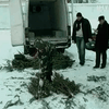 На Прикарпатье задержали нелегальную партию елок