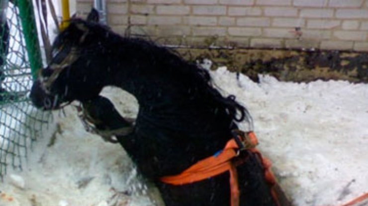 МЧС-ники спасли пылкого жеребца от гибели в яме с ледяной водой
