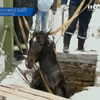 В Кировограде из сливной ямы спасли породистого жеребца
