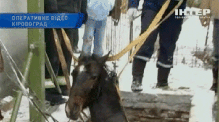 В Кировограде из сливной ямы спасли породистого жеребца