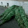 На Закарпатье милиция изымает незаконно срубленные елки
