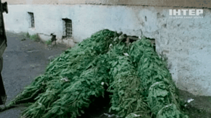 На Закарпатье милиция изымает незаконно срубленные елки