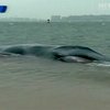 На пляж Нью-Йорка выбросился 18-метровый горбатый кит