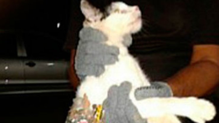 В бразильской тюрьме задержан кот-"злоумышленник": С напильниками и "мобильником"