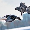 Ученые выяснили премудрости воздушной акробатики голубей