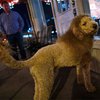 Американец принял гуляющего по улице стриженного пуделя за льва