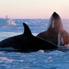 Во льдах канадского залива застряли касатки