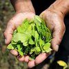ООН разрешила гражданам Боливии употреблять листья коки