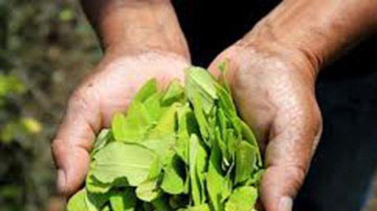 ООН разрешила гражданам Боливии употреблять листья коки