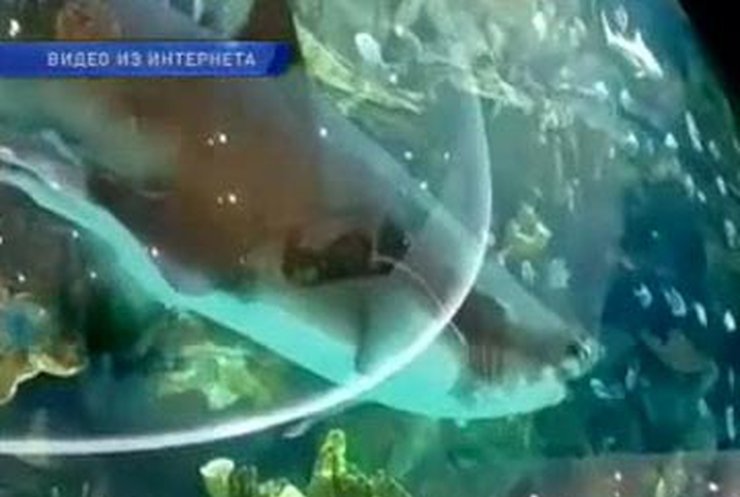 Экологи требовали прекратить страдания акулы в ТРЦ