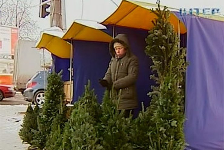 За новогодние праздники в Украине продали миллион елок