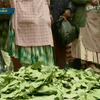 Жителям Боливии разрешили жевать листья коки