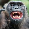 Шимпанзе из испанского зоопарка пристрастилась к просмотру порно