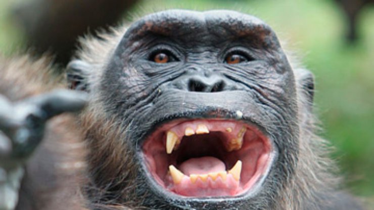Шимпанзе из испанского зоопарка пристрастилась к просмотру порно