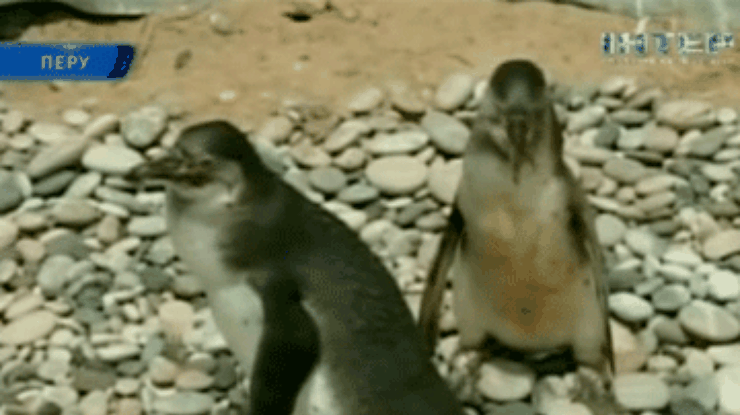 В зоопарке Перу представили двух маленьких пингвинов