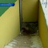 В Прикарпатье женщина бросила новорожденного ребенка в подвале
