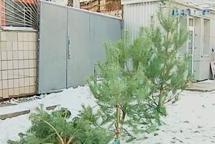 Убытки от незаконной вырубки елок составили почти миллион гривен