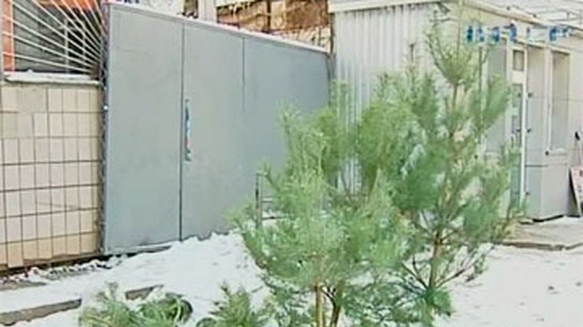 Убытки от незаконной вырубки елок составили почти миллион гривен