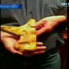 Австралиец нашел золотой слиток массой 5,5 килограммов