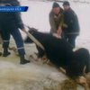 В Хмельницкой области спасли корову, провалившуюся под лед