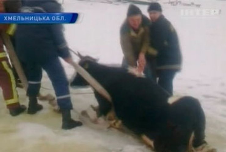 В Хмельницкой области спасли корову, провалившуюся под лед