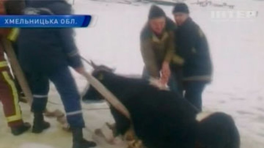 В Хмельницкой области спасли корову, провалившуюся под лед
