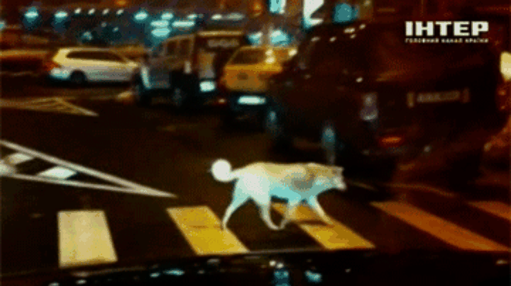 В Румынии уличные собаки учат людей правильно переходить дорогу