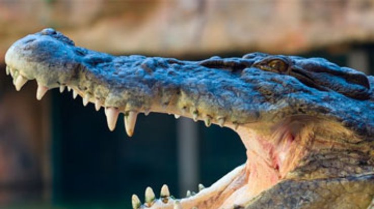 В ЮАР с фермы сбежали почти 15 тысяч крокодилов