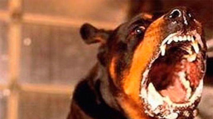 На Черкасчине две домашние собаки погибли от бешенства