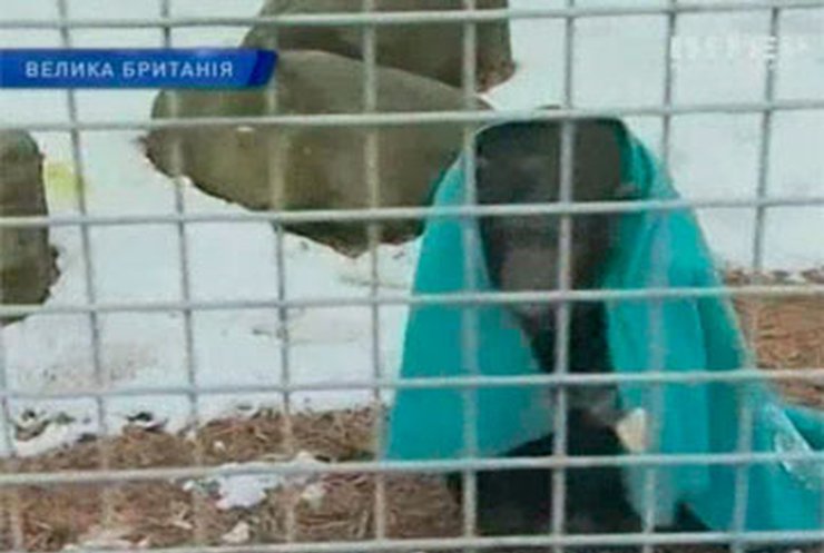 Шимпанзе из зоопарка Уэльса спасаются от холода пледом и горячим чаем