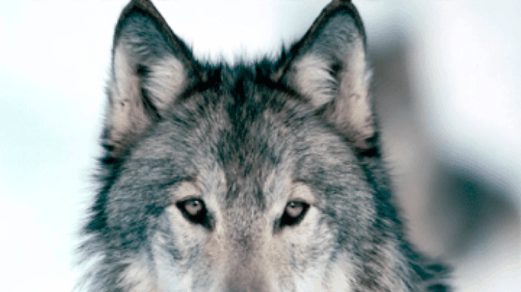 Ученые предложили новый взгляд на происхождение собак от волков