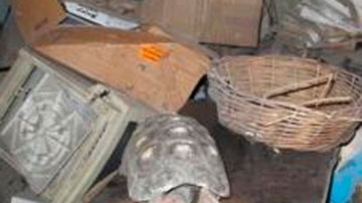 Пропавшую 30 лет назад черепаху нашли в кладовке