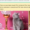 Статусы в "Одноклассниках" сделали мультимедийными