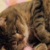 В США домашних котов назвали опасными для окружающих хищниками