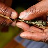 В США местные власти ищут экспертов по "травке"