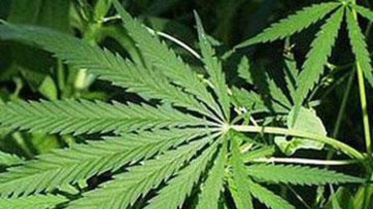 Чехии легализовали марихуану как вырастить коноплю на садовом участке