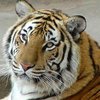Во время выступления в Мексике тигр растерзал дрессировщика