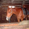 Американец изнасиловал лошадь, чтобы зачать кентавра