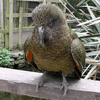 Новозеландский попугай "обчистил" туриста на 700 фунтов стерлингов